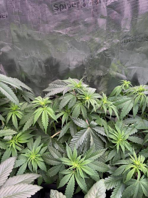 Masterpiece from Start to Harvest. Week 6