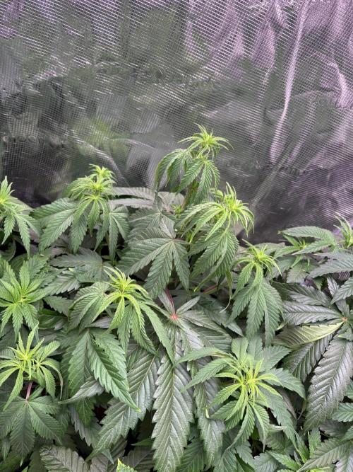 Masterpiece from Start to Harvest. Week 6