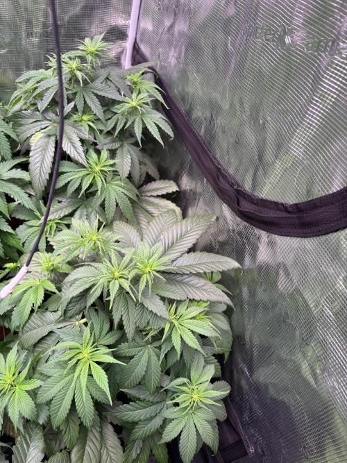 Brake Dust Dreams, Break Pad Breath Grow. Week 6
