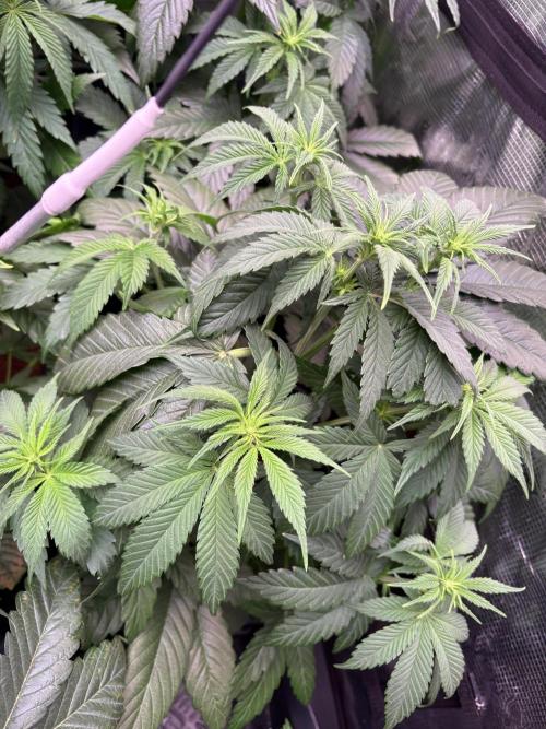 Brake Dust Dreams, Break Pad Breath Grow. Week 6