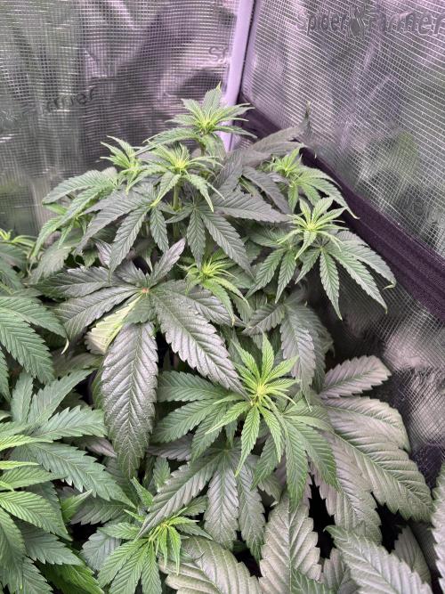 Brake Dust Dreams, Break Pad Breath Grow. Week 6