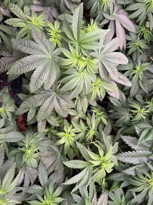 Milk & Terps – Coco Milk Diary. Week 6