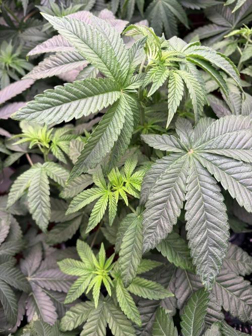 Milk & Terps – Coco Milk Diary. Week 6