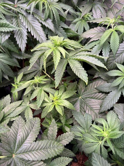 Milk & Terps – Coco Milk Diary. Week 6