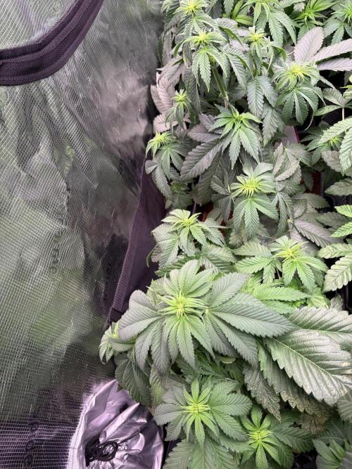 London Mint Cycle. Week 6