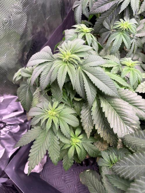 London Mint Cycle. Week 6