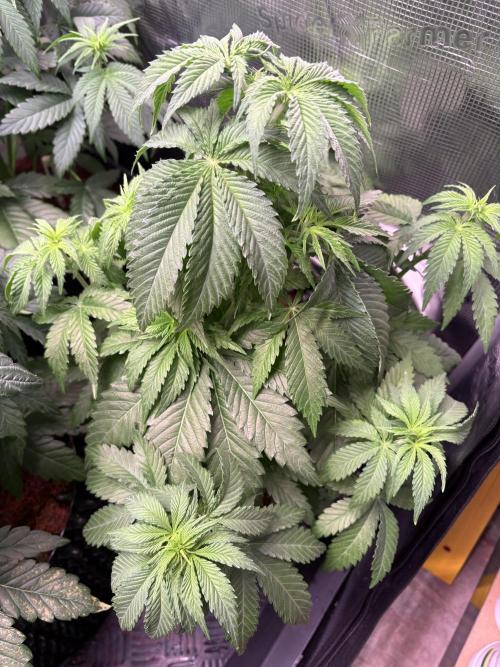 Electric Candy Haze – Grow Diary. Week 6