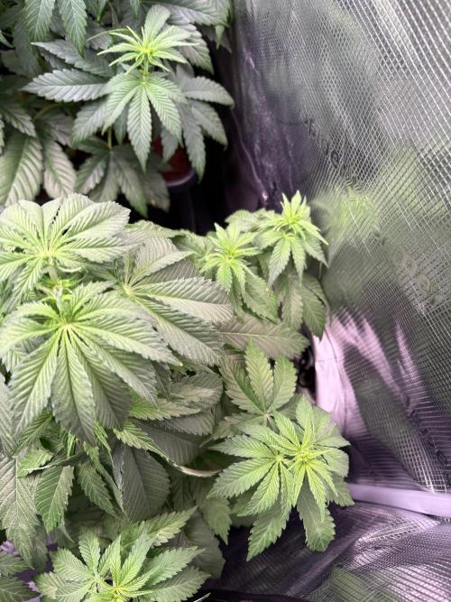 Electric Candy Haze – Grow Diary. Week 6