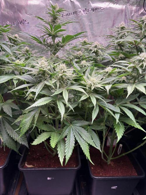 Masterpiece from Start to Harvest. Week 7