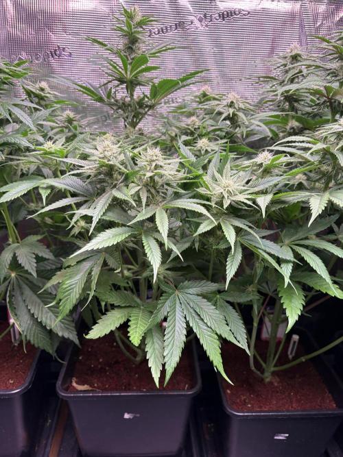 Masterpiece from Start to Harvest. Week 7