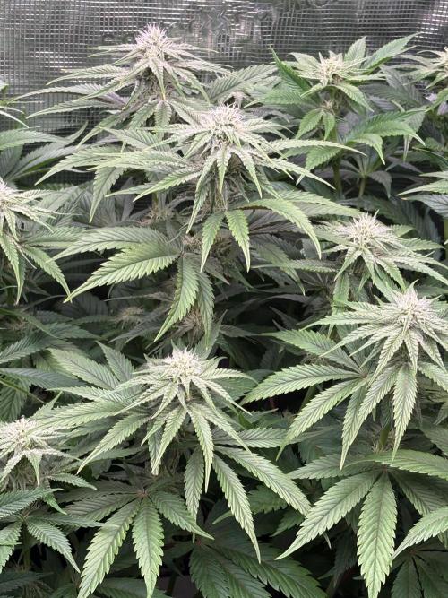 Masterpiece from Start to Harvest. Week 7