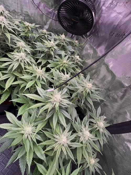 Brake Dust Dreams, Break Pad Breath Grow. Week 7