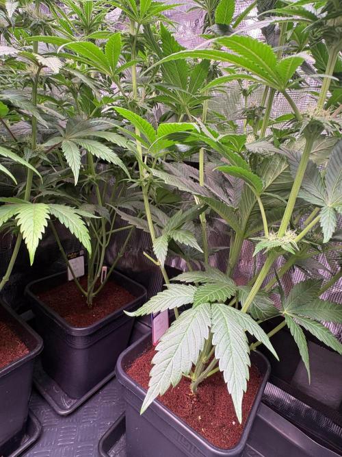 Brake Dust Dreams, Break Pad Breath Grow. Week 7