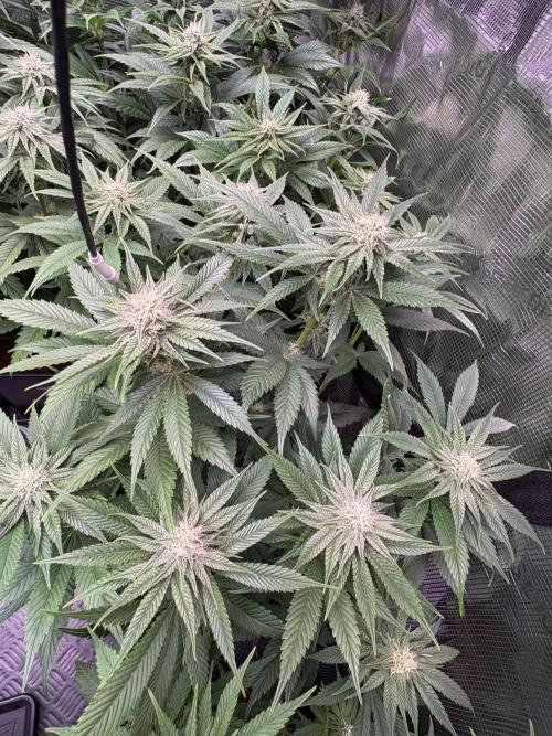 Brake Dust Dreams, Break Pad Breath Grow. Week 7