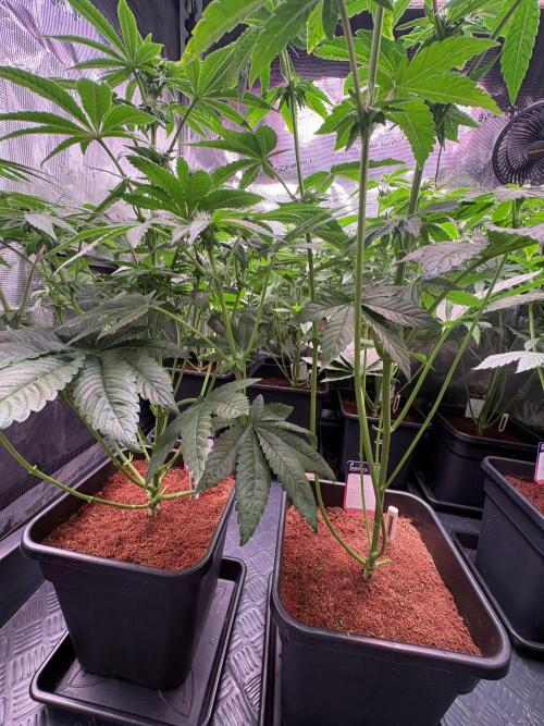 Milk & Terps – Coco Milk Diary. Week 7