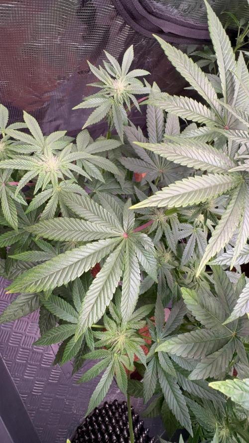 Milk & Terps – Coco Milk Diary. Week 7