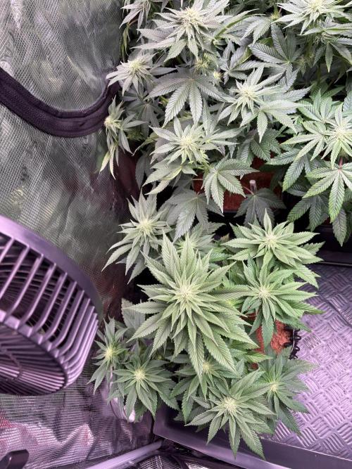 London Mint Cycle. Week 7