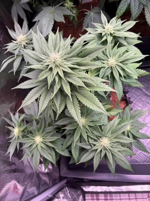 London Mint Cycle. Week 7