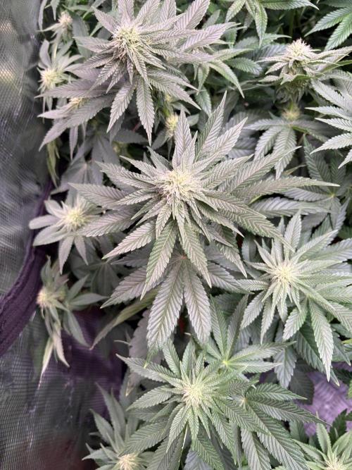 London Mint Cycle. Week 7