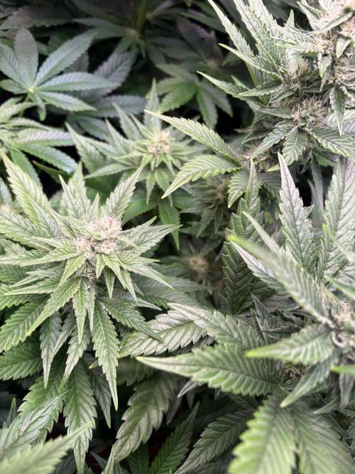 Grape Diamonds x Grandpas Cookies #6. Week 7