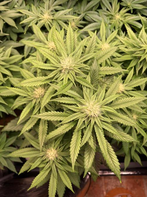 Lemon Cherry Royale – Grow Log. Week 7