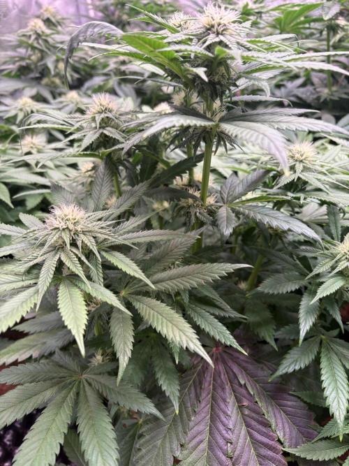 Lemon Cherry Royale – Grow Log. Week 7