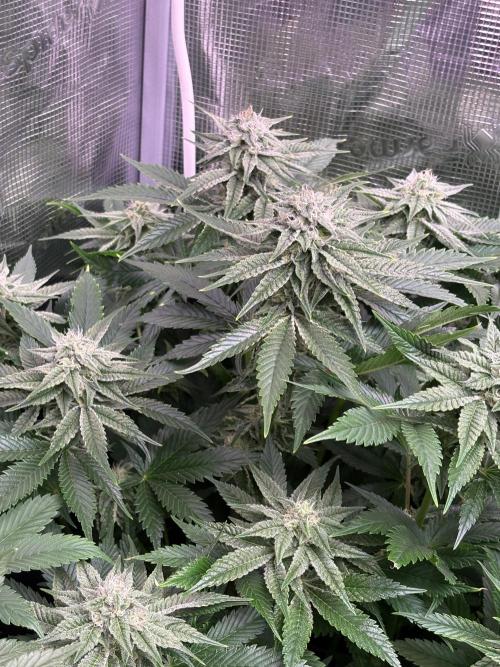 Masterpiece from Start to Harvest. Week 8