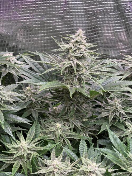 Masterpiece from Start to Harvest. Week 8