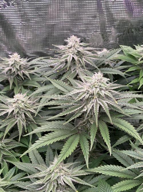 Masterpiece from Start to Harvest. Week 8