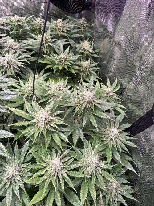 Brake Dust Dreams, Break Pad Breath Grow. Week 8