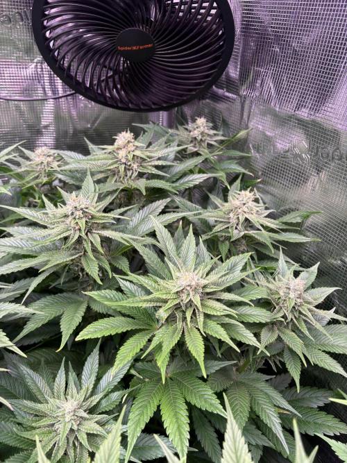 Brake Dust Dreams, Break Pad Breath Grow. Week 8