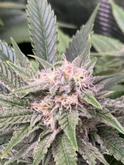 Brake Dust Dreams, Break Pad Breath Grow. Week 8