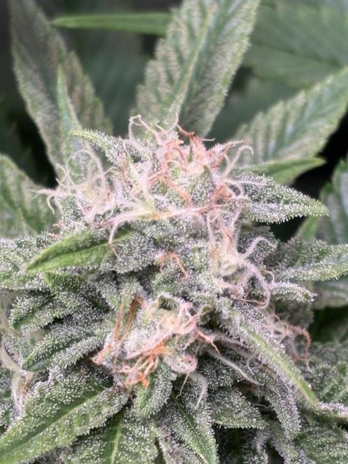 Brake Dust Dreams, Break Pad Breath Grow. Week 8