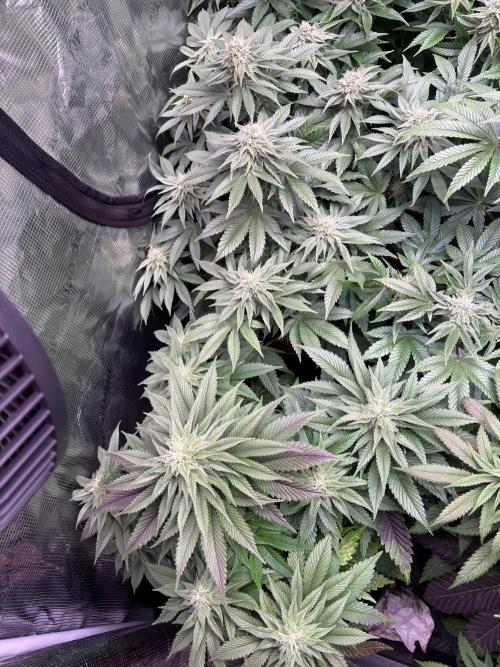 London Mint Cycle. Week 8