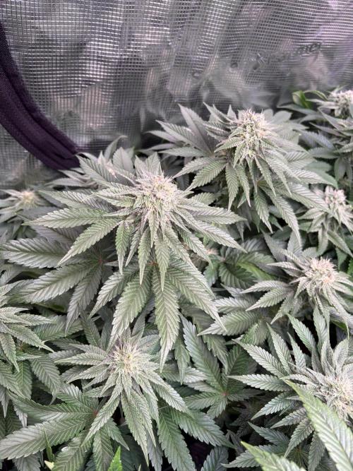 London Mint Cycle. Week 8