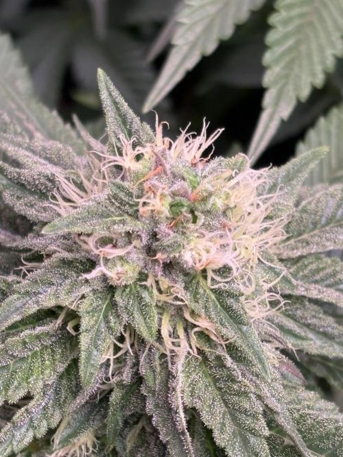 London Mint Cycle. Week 8