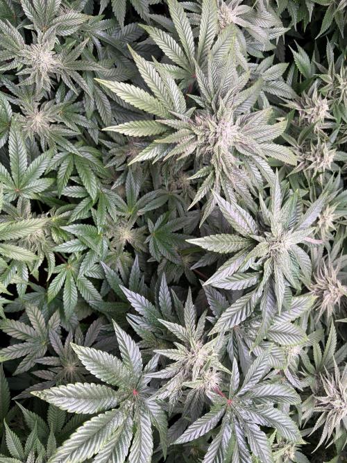 Milk & Terps – Coco Milk Diary. Week 8