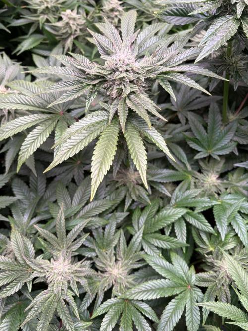 Milk & Terps – Coco Milk Diary. Week 8