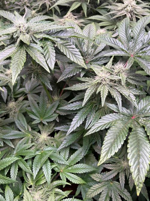 Milk & Terps – Coco Milk Diary. Week 8