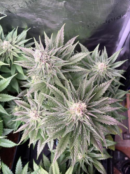 Grape Diamonds x Grandpas Cookies #6. Week 8