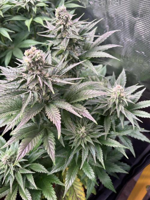 Grape Diamonds x Grandpas Cookies #6. Week 8