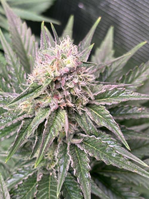 Grape Diamonds x Grandpas Cookies #6. Week 8