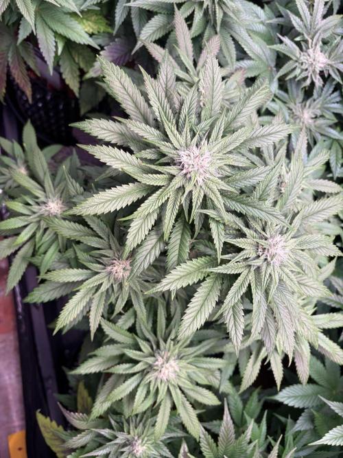 Lemon Cherry Royale – Grow Log. Week 8