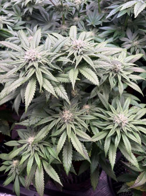 Lemon Cherry Royale – Grow Log. Week 8