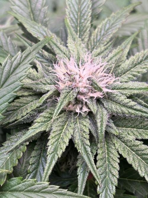 Lemon Cherry Royale – Grow Log. Week 8