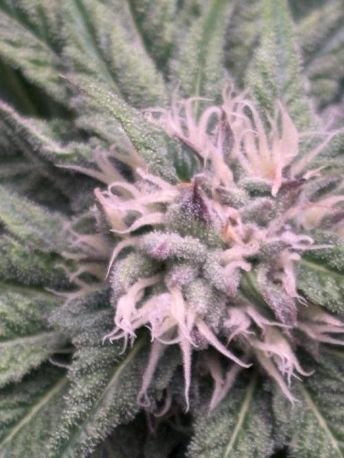 Lemon Cherry Royale – Grow Log. Week 8