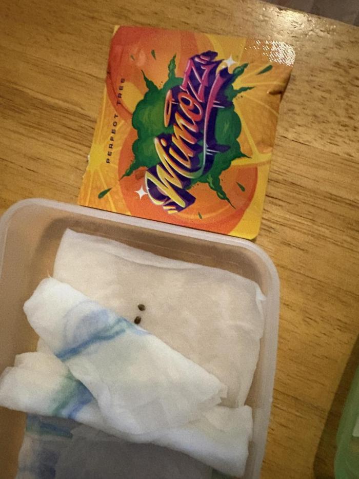 🍊 Mimozz – Glazed in Terps. Week 0