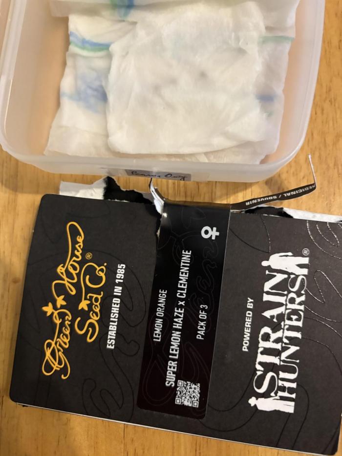 Project Lemon Orange: Zesty & Frosty. Week 0