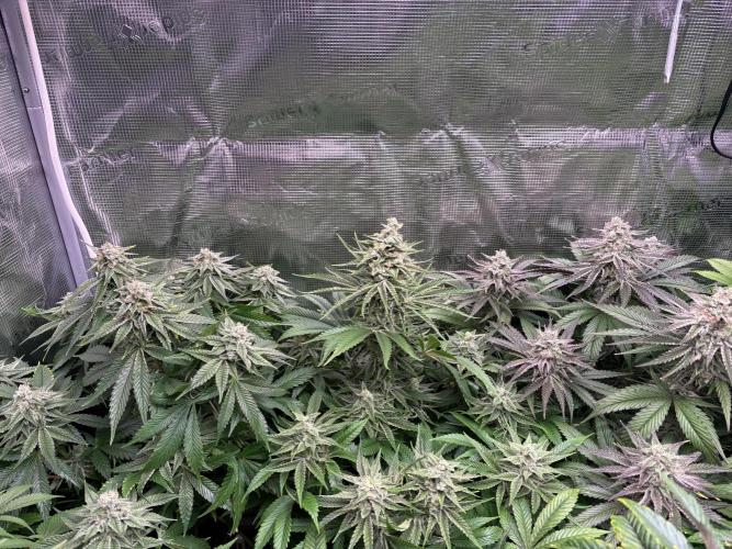 Masterpiece from Start to Harvest. Week 9