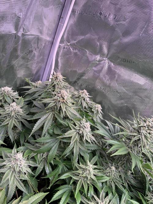 Masterpiece from Start to Harvest. Week 9